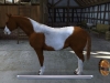 CTR_P_BMHP_ILoveMyHorse_Screen1a_L_ALL