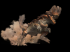 em008_barroth