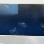 monster_hunter_tri_g-16