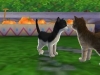 129575_CTR_P_ALKP_ILoveMyCats_ScreenshotTop2_ALL