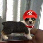 nintendogs_nintendo_ar-7