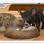 nintendogs_cats_r-3