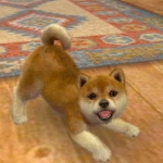 nintendogs__cats-12