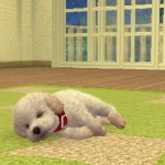 nintendogs__cats-15