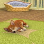 nintendogs__cats-5