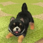 nintendogs__cats-9