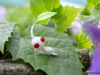 pikmin_3-3