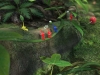pikmin_3-13