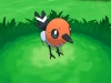 Fletchling_Passerouge_Dartiri_screenshot