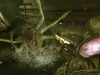 resident_evil_revelations_hd-14