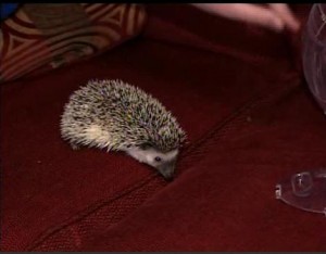 hedgehog hedgehog