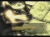 137046_WiiU_ZeldaTP_PRScreenshots_MeetZelda_Wolf_UK